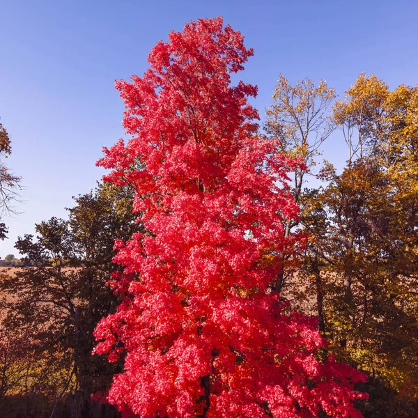 A tree stands brighter than ever with its vibrant red leaves in autumn in a field.