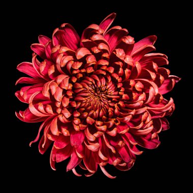 Güzel açan kırmızı kasımpatı çiçeği siyah arka planda izole edilmiş. Stüdyo fotoğrafçılığı.