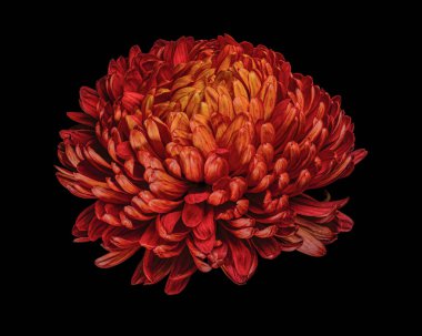 Güzel kırmızı-turuncu kasımpatı çiçeği siyah arka planda izole edilmiş. Stüdyo fotoğrafçılığı.