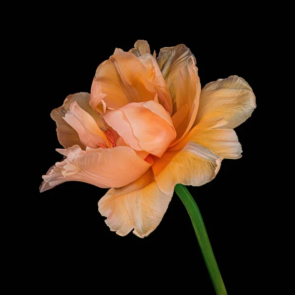 Gyönyörű Narancs Fehér Tulipán Zöld Szárral Elszigetelt Fekete Háttérrel Stúdió — Stock Fotó