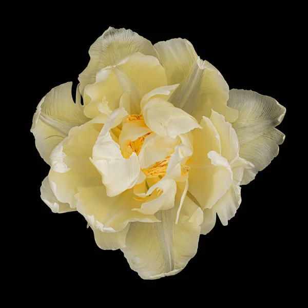 Gyönyörű Sárga Fehér Tulipán Elszigetelt Fekete Háttér Sárga Pollen Tűzálló — Stock Fotó