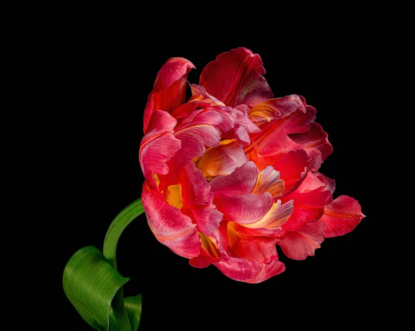 Gyönyörű Piros Sárga Tulipán Zöld Szárú Levelek Elszigetelt Fekete Alapon — Stock Fotó