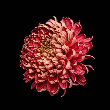 Güzel açan kırmızı kasımpatı çiçeği siyah arka planda izole edilmiş. Stüdyo fotoğrafçılığı.