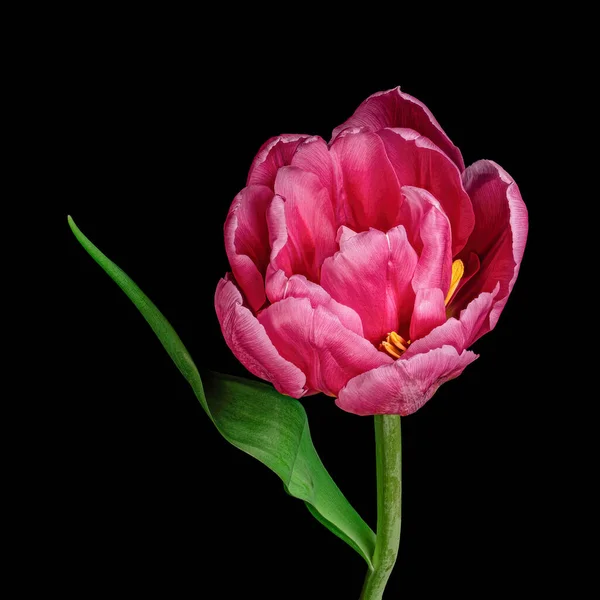 Beautiful red-white tulip with green stem and leaf isolated on black background, yellow pollen. Studio close-up photography.