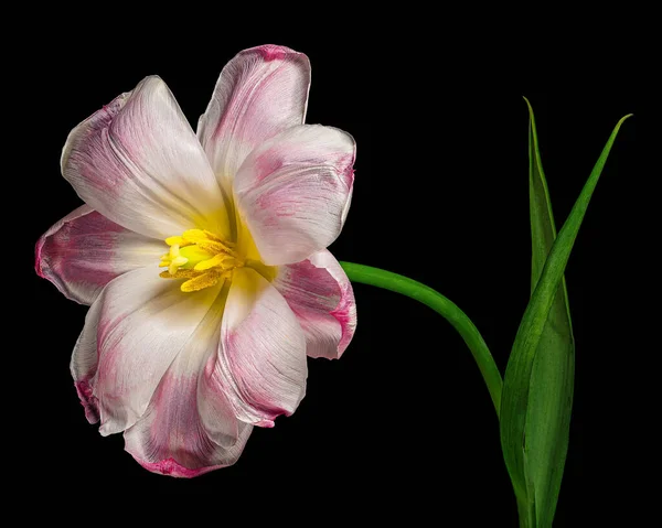 Yeşil saplı güzel pembe-beyaz lale ve siyah arka planda izole edilmiş yapraklar, sarı polen, erkek organı ve erkek organı. Stüdyo fotoğrafçılığı.
