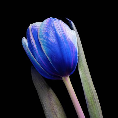 Beautiful multicolor tulip with stem and leaves isolated on black background, white, blue, purple colors. Close-up studio photography.