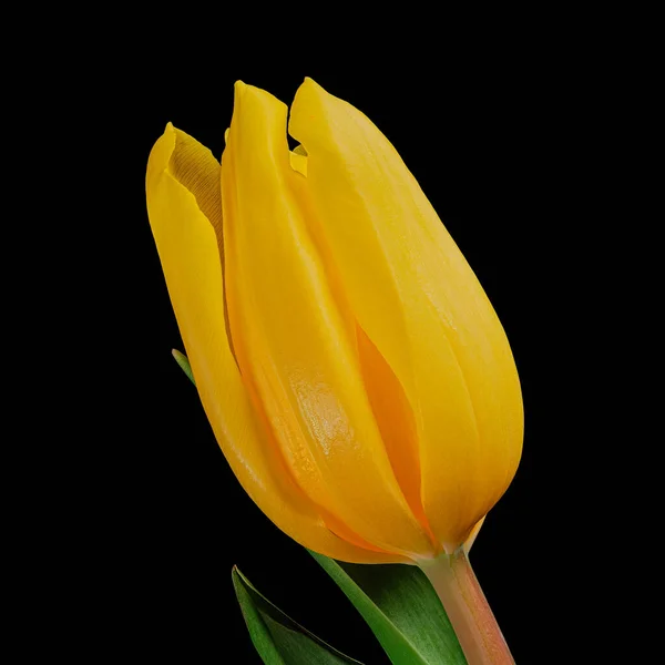Beautiful yellow-orange tulip with stem and green leaves isolated on black background. Studio close-up photography.