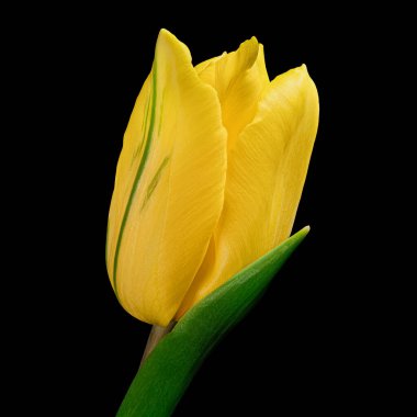 Beautiful yellow tulip with green stem and leaf isolated on black background. Studio close-up photography.