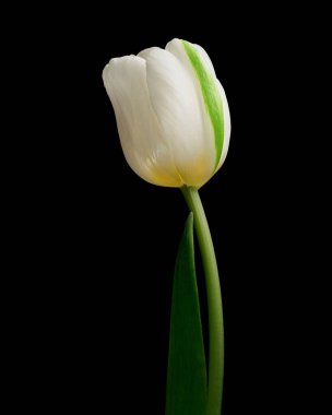 Siyah arka planda yeşil saplı ve yapraklı güzel beyaz lale. Stüdyo fotoğrafçılığı.