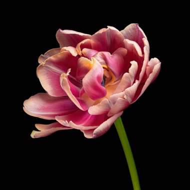 Beautiful multicolor tulip with green stem isolated on black background, red, white, purple colors. Close-up studio photography.