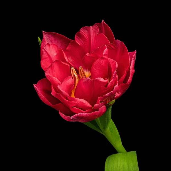 Beautiful red tulip with green stem and leaves isolated on black background. Studio close-up photography.