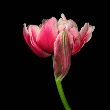 Beautiful multicolor tulip with green stem isolated on black background, red, white, purple colors. Close-up studio photography.