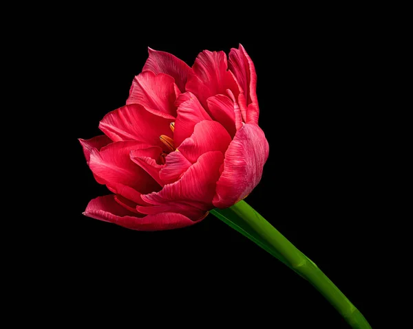 Beautiful red tulip with green stem and leaf isolated on black background. Studio close-up photography.