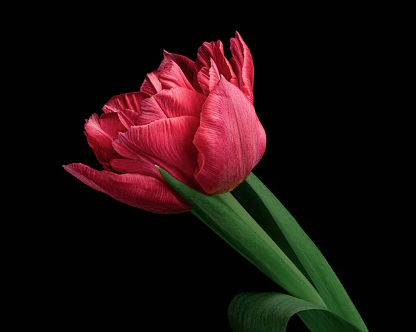Beautiful red tulip with green stem and leaves isolated on black background. Studio close-up photography.