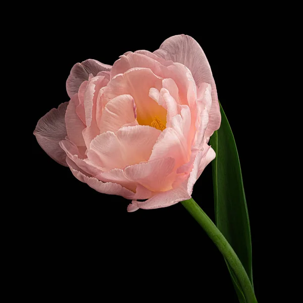 Gyönyörű Rózsaszín Tulipán Zöld Szárú Levél Elszigetelt Fekete Háttérrel Stúdió — Stock Fotó