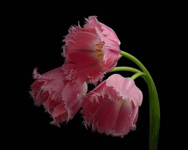 Siyah arka planda izole edilmiş yeşil saplı üç güzel pembe-beyaz lale, sarı polen. Stüdyo fotoğrafçılığı.