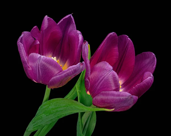 Beautiful two purple-red tulips with green stem and leaves isolated on black background. Studio close-up photography.