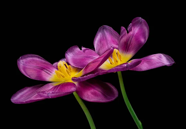 Красивые Два Фиолетовых Тюльпанов Зеленым Стеблем Изолированы Черном Фоне Желтая — стоковое фото