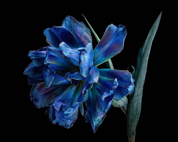Красивый Многоцветный Тюльпан Стеблем Листьями Изолированы Черном Фоне Белый Синий — стоковое фото