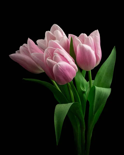 Stock image Beautiful pink-white tulips with green stem and leaves isolated on black background. Elegant bouquet. Studio photography.