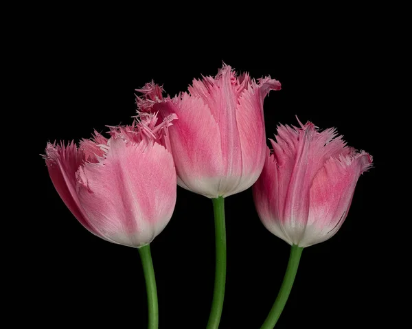 Gyönyörű Három Rózsaszín Fehér Tulipán Zöld Szárral Elszigetelt Fekete Háttérrel — Stock Fotó