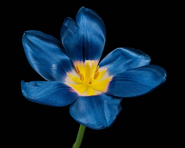 Piękny Niebieski Tulipan Łodygą Czarnym Tle Żółty Pyłek Zbliżenie Studio — Zdjęcie stockowe