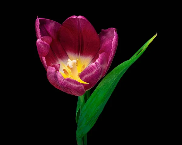 Piękny Czerwony Tulipan Zieloną Łodygą Liści Odizolowanych Czarnym Tle Żółty — Zdjęcie stockowe