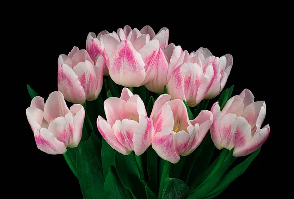 Gyönyörű Fehér Rózsaszín Tulipán Zöld Szárú Levelek Elszigetelt Fekete Háttérrel — Stock Fotó