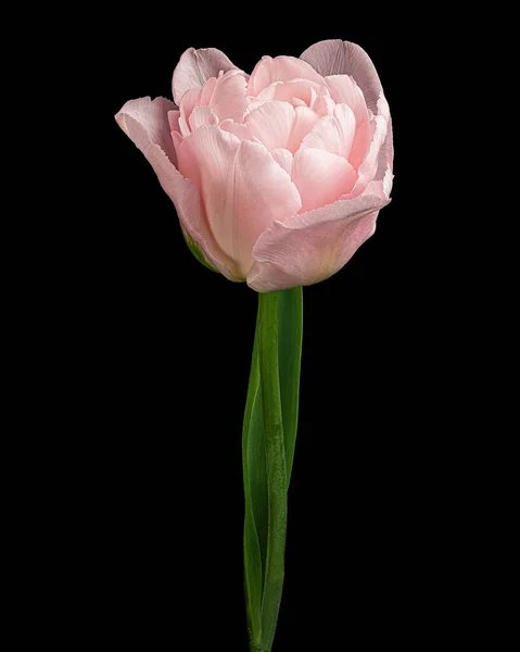 Gyönyörű Rózsaszín Tulipán Zöld Szárú Levél Elszigetelt Fekete Háttérrel Stúdió — Stock Fotó