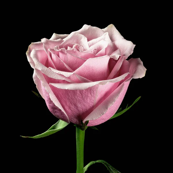 Siyah arka planda izole edilmiş yeşil saplı güzel pembe-beyaz gül başlığı. Stüdyo fotoğrafçılığı.