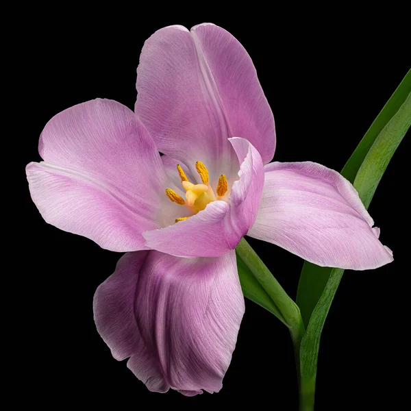 Piękny Jasnofioletowy Tulipan Zielonym Łodygą Liściem Odizolowany Czarnym Tle Żółty — Zdjęcie stockowe