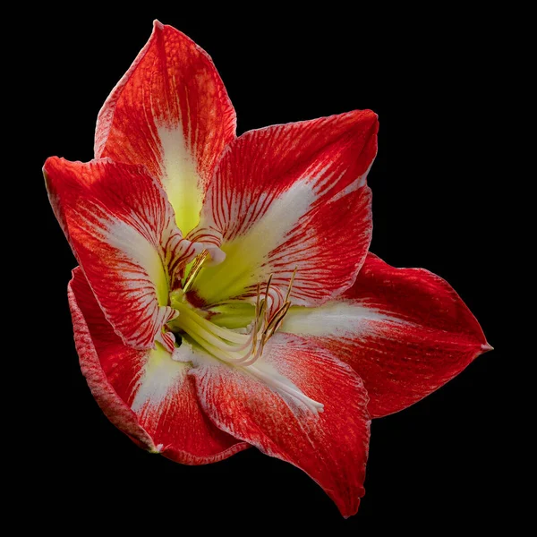 Gyönyörű Vörös Fehér Virágzó Amaryllis Nagy Virág Pollen Elszigetelt Fekete Jogdíjmentes Stock Képek
