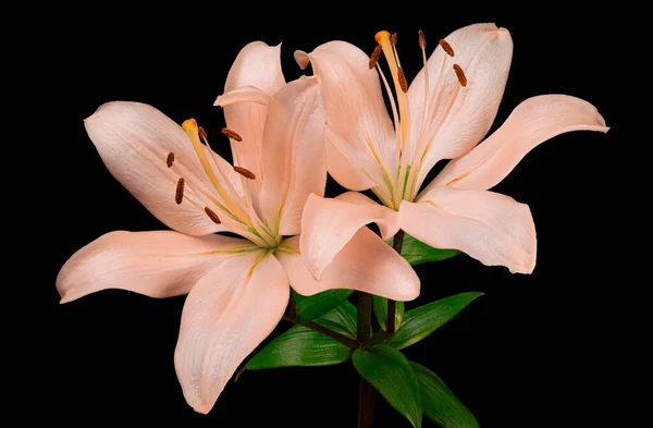 Gyönyörű Két Rózsaszín Liliom Virágok Zöld Szár Levelek Elszigetelt Fekete Stock Kép