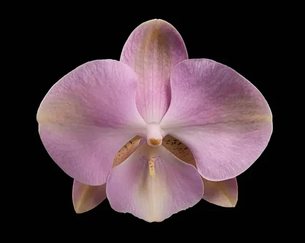 Gyönyörű Multicolor Virágzó Phalaenopsis Virág Elszigetelt Fekete Háttér Rózsaszín Lila Jogdíjmentes Stock Fotók