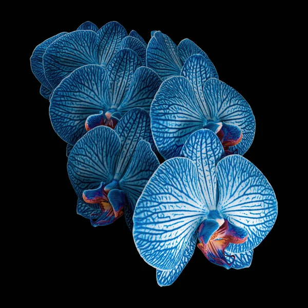 Gyönyörű Virágzó Kék Fehér Phalaenopsis Virágzás Elszigetelt Fekete Háttérrel Stúdió Stock Kép