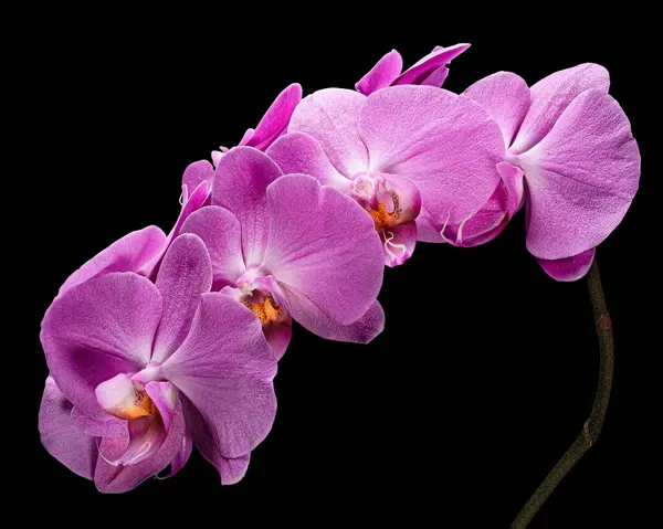 Gyönyörű Virágzó Fény Lila Phalaenopsis Virágzás Szár Elszigetelt Fekete Háttérrel Jogdíjmentes Stock Képek