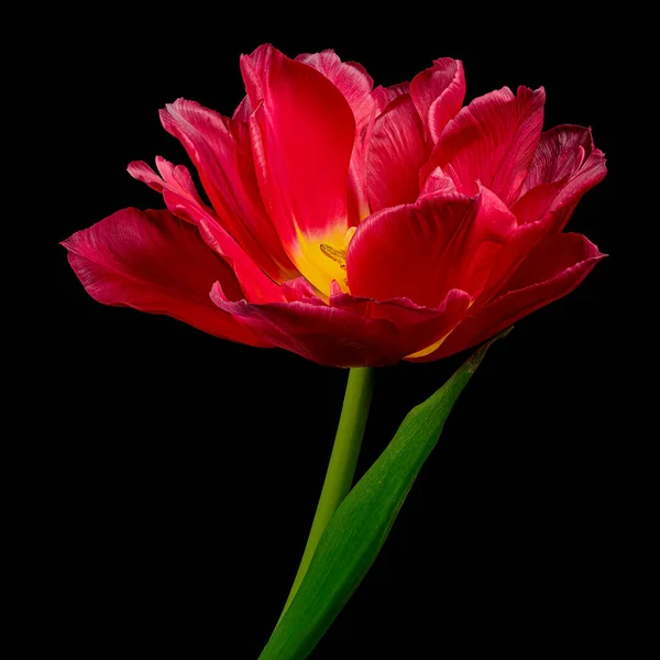 Beautiful Red Tulip Green Stem Leaf Isolated Black Background Studio Stock Kép