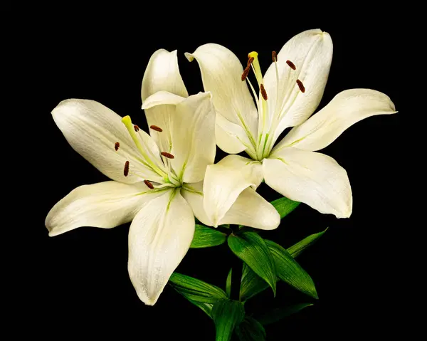 Gyönyörű Két Fehér Liliom Virágok Zöld Szár Levelek Elszigetelt Fekete Stock Kép