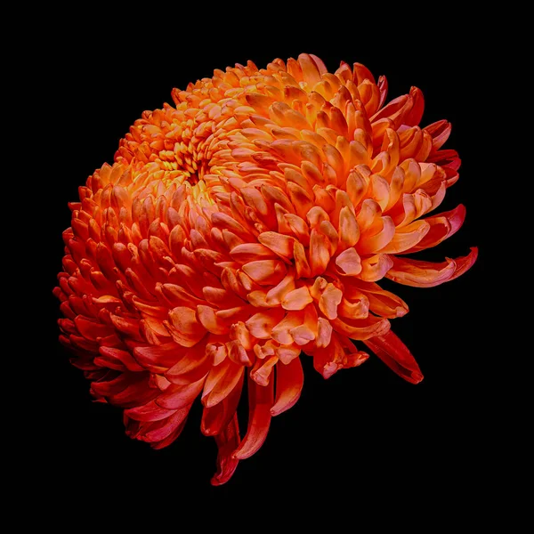 Gyönyörű Vörös Narancssárga Krizantém Virág Elszigetelt Fekete Háttérrel Stúdió Közelkép Jogdíjmentes Stock Fotók
