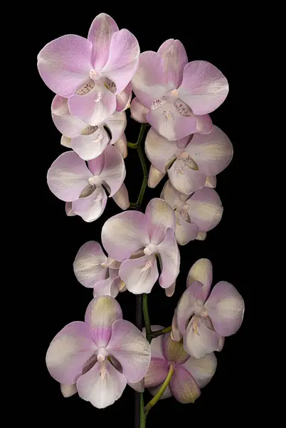Gyönyörű Virágzó Fény Lila Fehér Phalaenopsis Virágzás Szár Elszigetelt Fekete Stock Kép