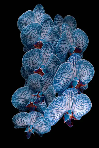 Gyönyörű Virágzó Kék Fehér Phalaenopsis Virágzás Elszigetelt Fekete Háttérrel Stúdió Jogdíjmentes Stock Képek
