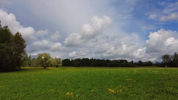タンポポのフィールド 雲がフィールド上を速く移動します 太陽が輝いてる ふわふわの雲 時間経過 過経過 緑の野に黄色いタンポポの花 ハーブの花 タンポポ春に咲く — ストック動画