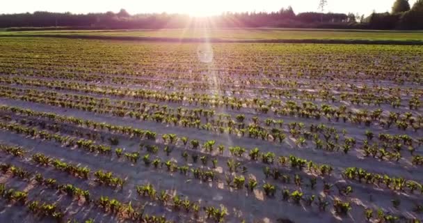 Imágenes Cinematográficas Aéreas Drone Volando Sobre Campo Trigo Atardecer Amanecer — Vídeos de Stock