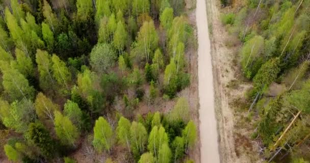 Der Flug Über Den Jungen Grünen Frühlingswald Die Blätter Wachsen — Stockvideo