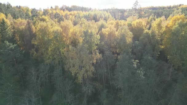 Letím Nad Podzimním Lesem Stromy Oranžové Žluté Červené Barvy Pomerančovníky — Stock video