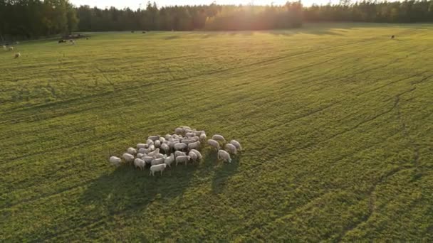 夕日とフィールド上の羊の空中ビュー 緑の牧草地で羊の放牧の群れ 無人機で一周 白と茶色の羊の群れと草原 — ストック動画