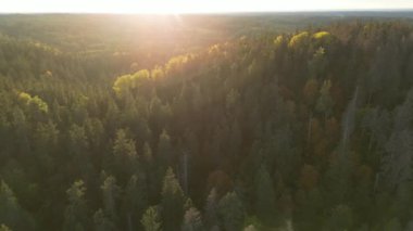 Gün batımlı yeşil bir ormanın havadan görünüşü. Çevre teknolojisi konsepti. Ekoloji. Yeşil dönüşüm. Ladin kozalaklı ağaç tepelerinde uçan drone atışı. Ağaçların tepelerinde güneş parlıyor. Hava görüntüsü.
