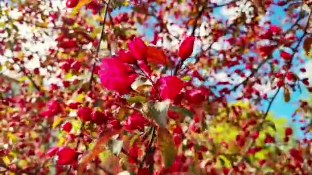 Рожеві Квіти Вишневого Цвіту Крупним Планом Яскрава Квіткова Сцена Природним — стокове відео