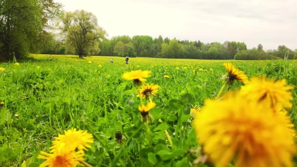 Żółte Kwiaty Mniszka Lekarskiego Zielonym Polu Nierozpoznane Osoby Tle Kwiat — Wideo stockowe