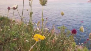Vesuvios Dağı 'na bakan kamerayla çiçeklerin arasından yavaşça geçiyor. Okyanusta gün batımı renkleri, deniz. Gün batımlı çiçek açan çayır. Arka planda dağlar. Çiçekler arasında hareket eden kamera
